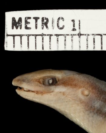 Media type: image;   Herpetology R-6046 Aspect: head lateral